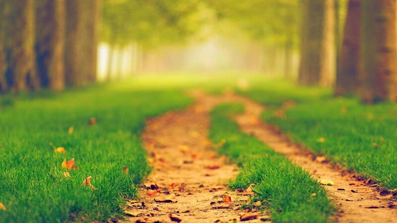 Dirt Path in Park — Green, Serene