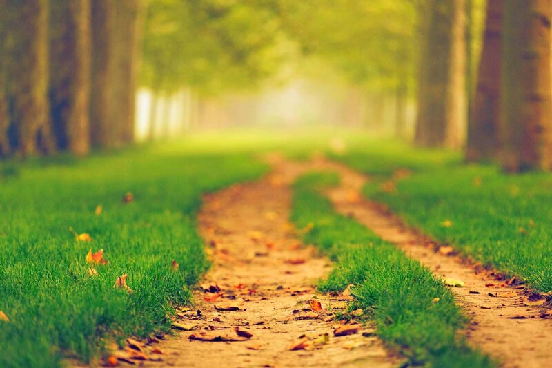 Dirt Path in Park — Green