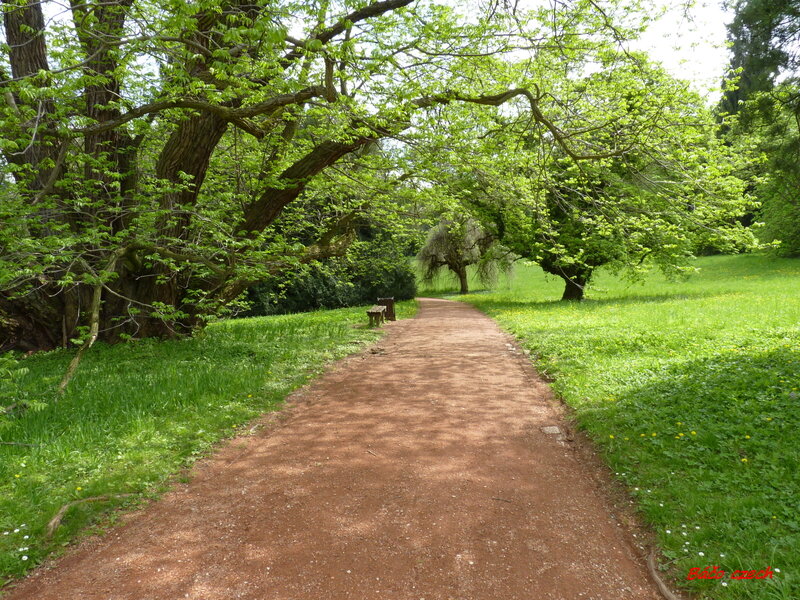 Dirt Path in Park