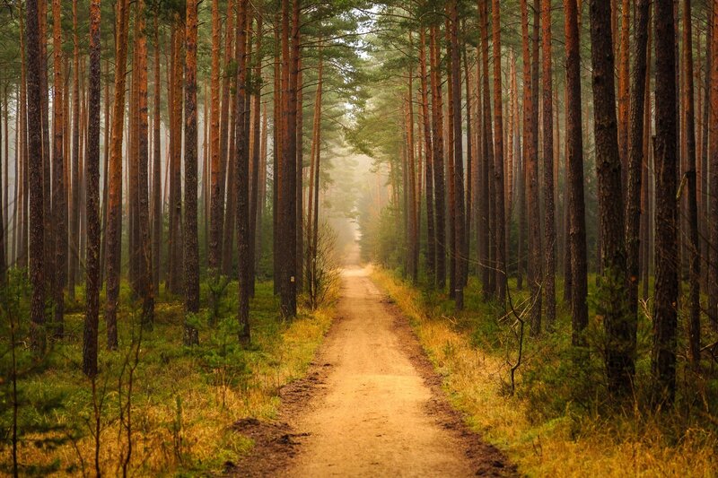 Dirt Path in Pine Forest — Brown, Serene, Morning