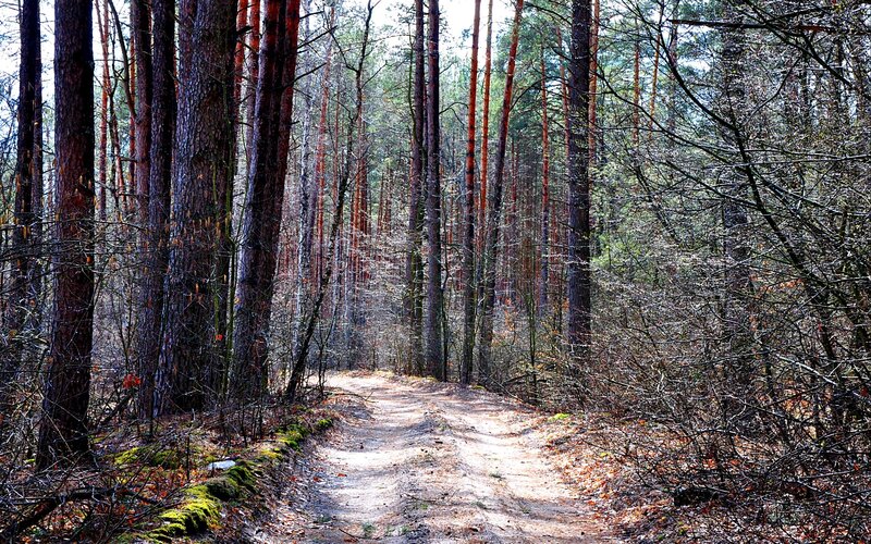 Dirt Path in Pine Forest — Brown, Serene