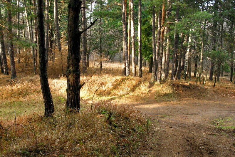 Dirt Path in Pine Forest — Brown