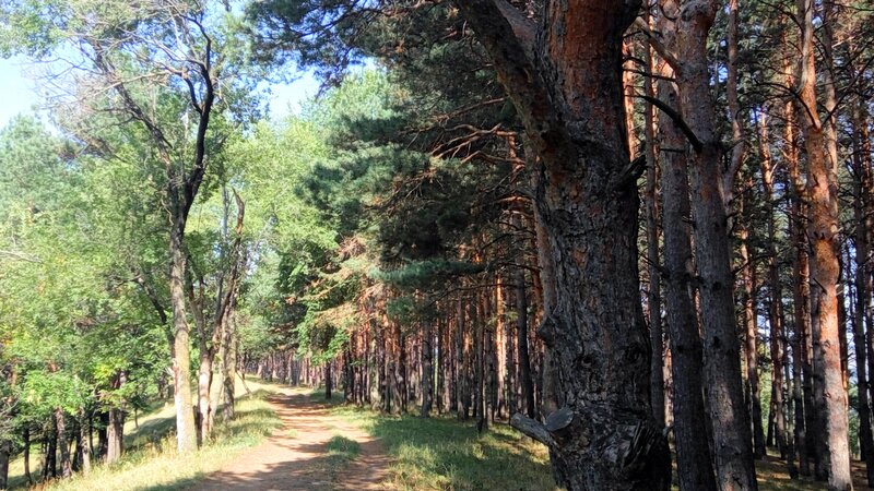 Dirt Path in Pine Forest — Green