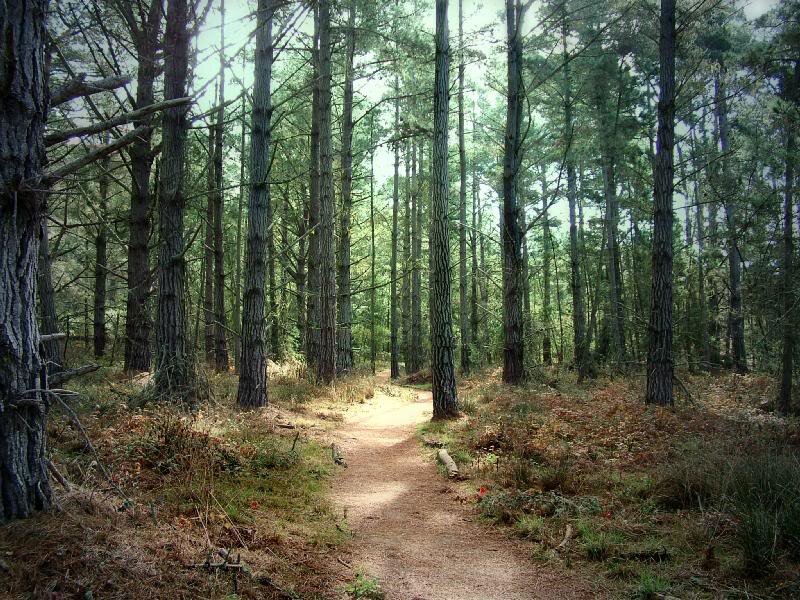 Dirt Path in Pine Forest