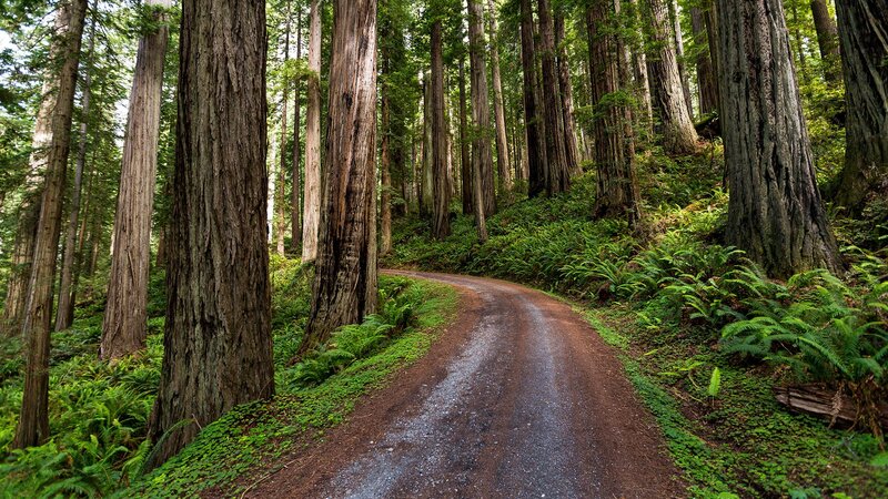 Dirt Path in Redwood Forest — Green