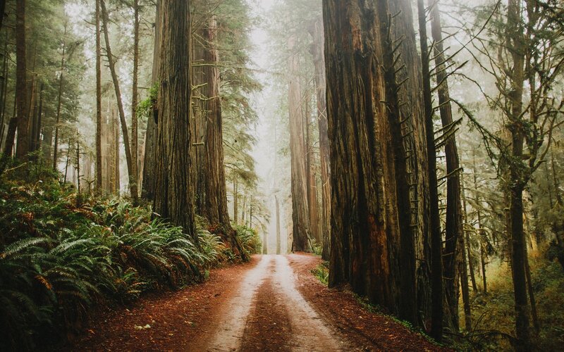 Dirt Path in Redwood Forest