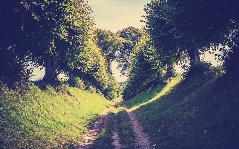 Dirt Path in Tree Tunnel