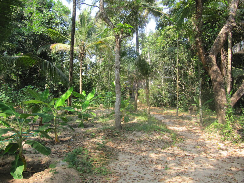 Dirt Path in Tropical Forest