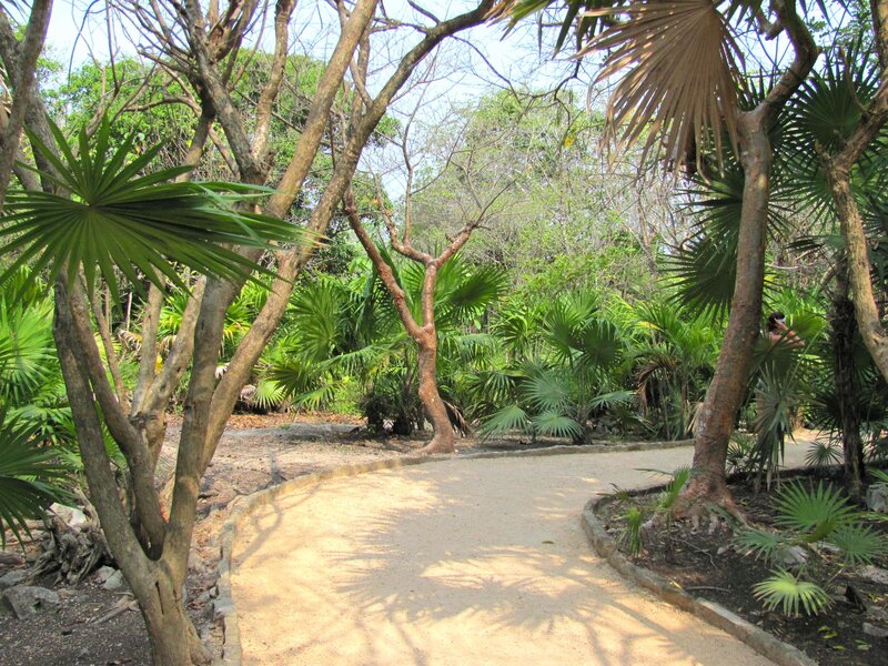 Dirt Path in Tropical Garden