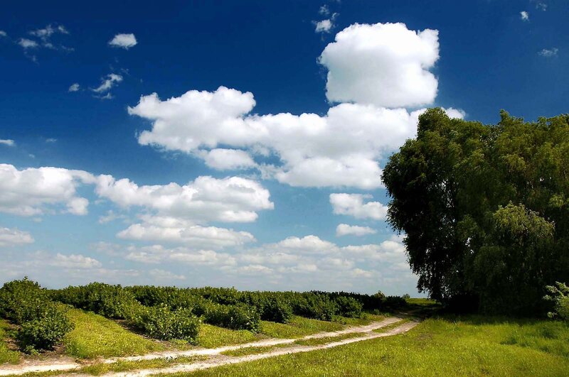 Dirt Path in Vineyard — Blue