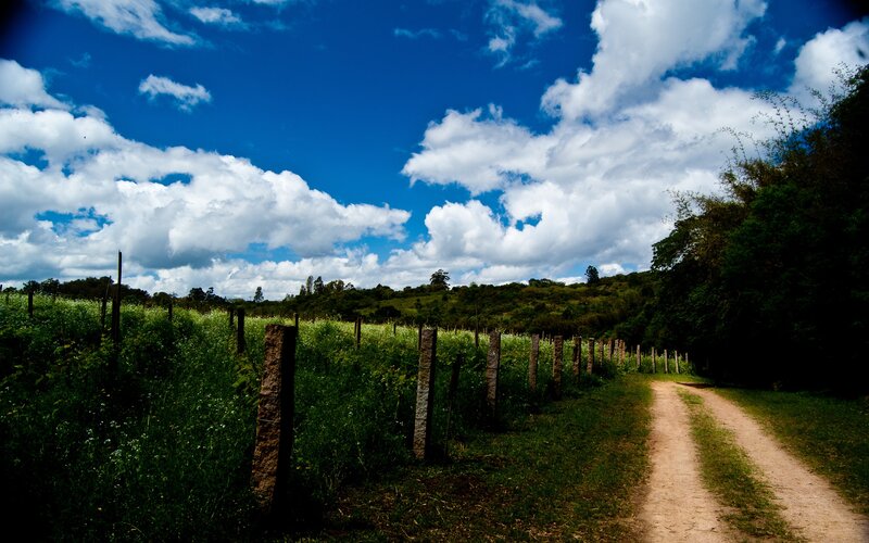 Dirt Path in Vineyard