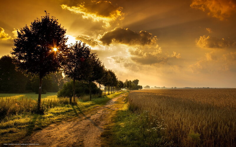 Dirt Path in Wheat Field — Gold, Serene, Sunset, Photograph