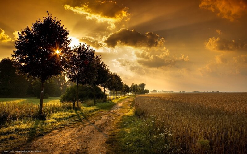 Dirt Path in Wheat Field — Gold, Serene, Sunset, Photograph, Trees