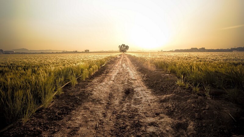 Dirt Path in Wheat Field — Gold, Serene, Sunset, Photograph, Wheat Field