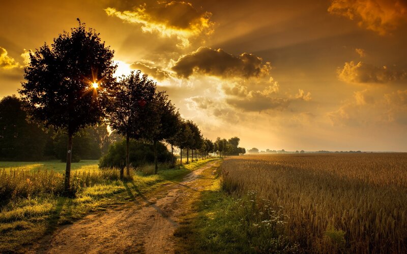 Dirt Path in Wheat Field — Gold, Serene, Sunset