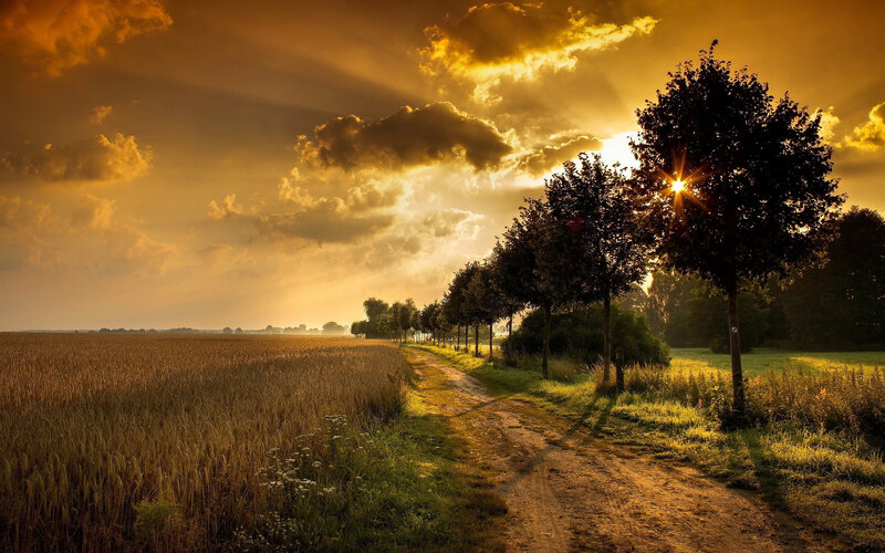 Dirt Path in Wheat Field — Gold, Serene