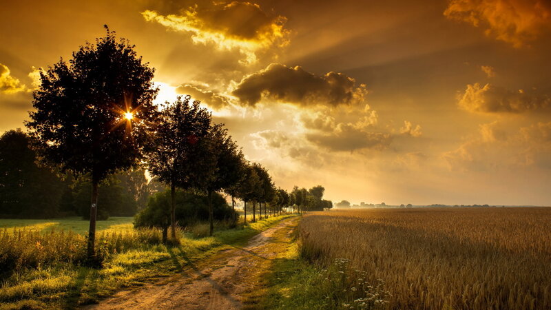 Dirt Path in Wheat Field — Gold