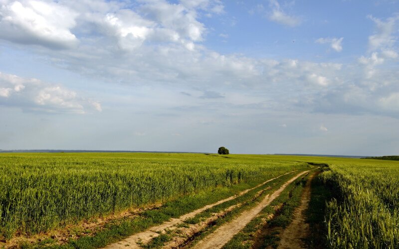 Dirt Path in Wheat Field — Green