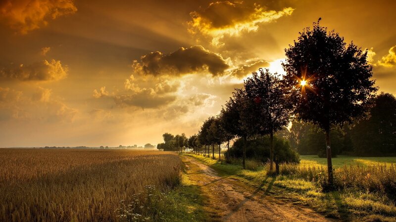 Dirt Path in Wheat Field