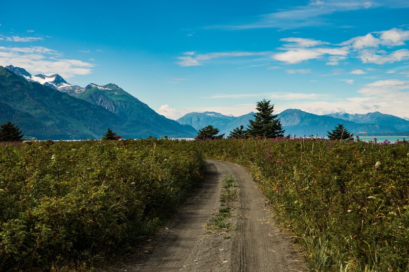 Dirt Path in Wildflowers — Blue