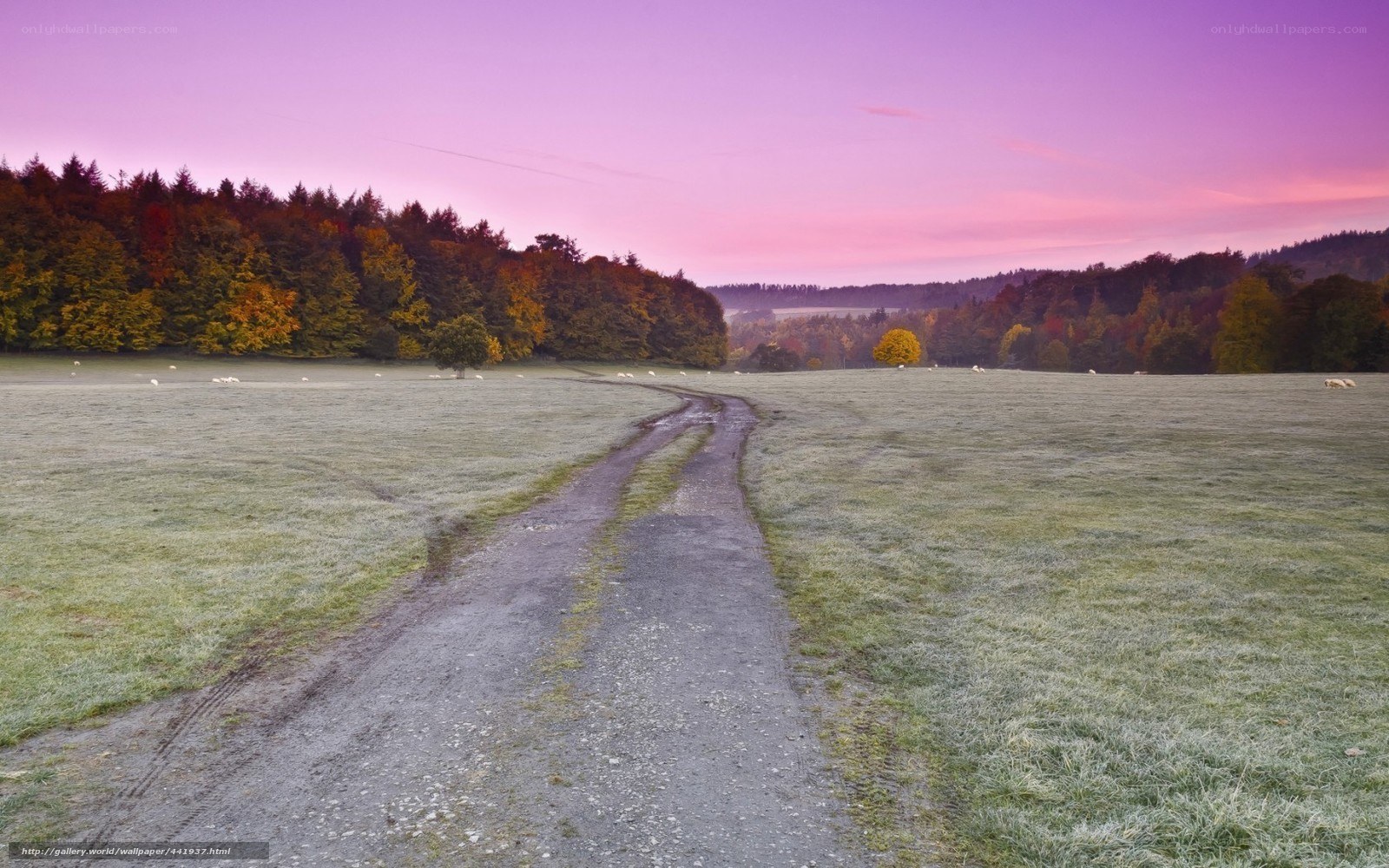 Dirt path through a frosty field