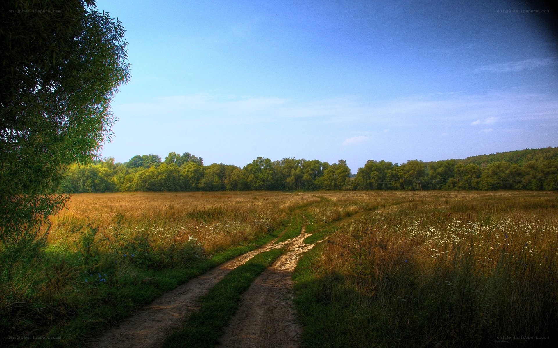 Dirt path through a golden field