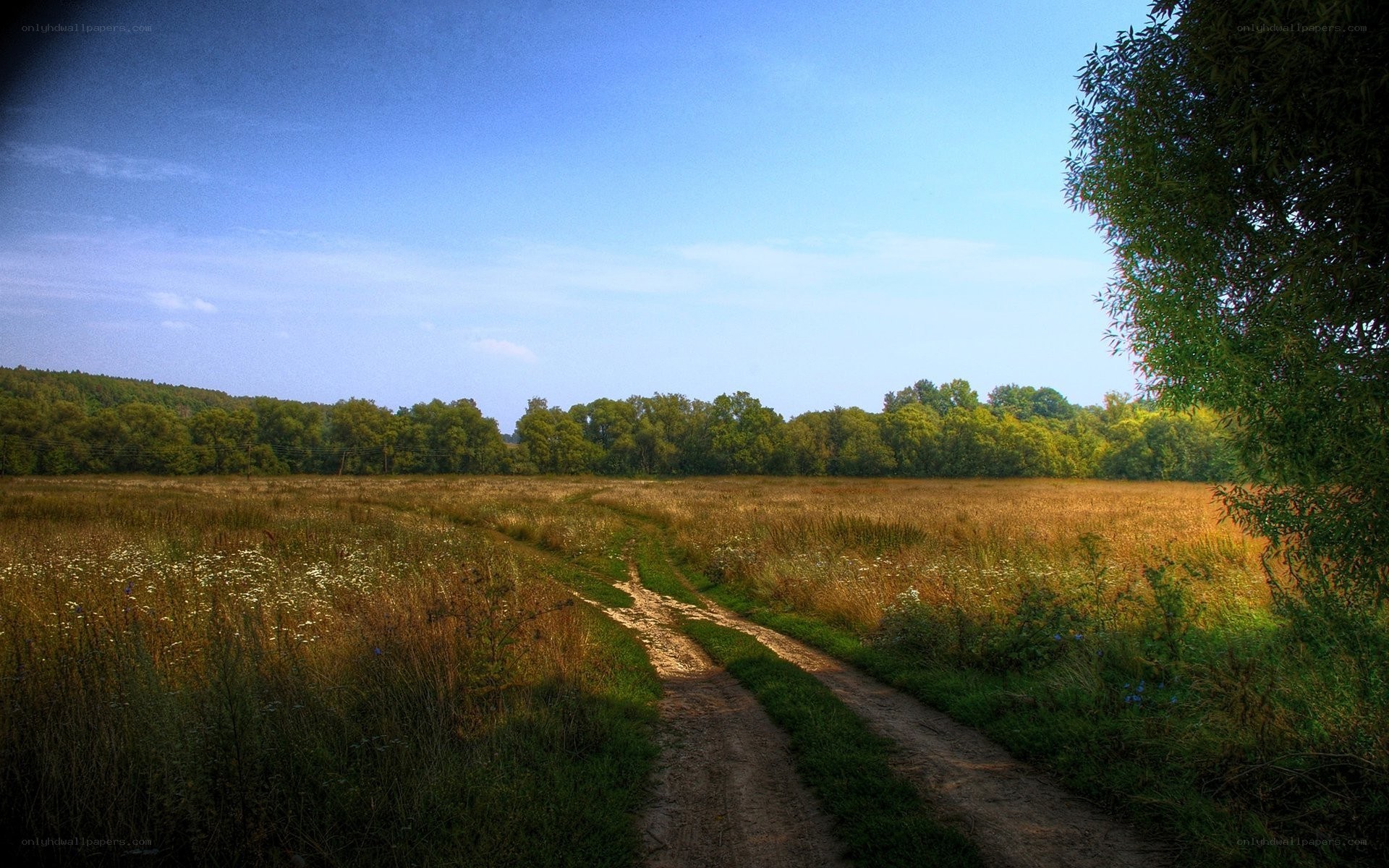 Dirt path through a golden field