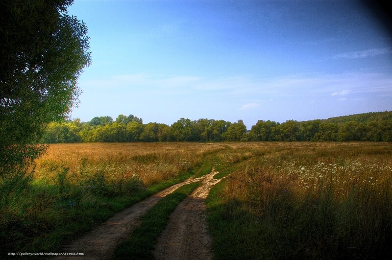 Dirt path through a golden field