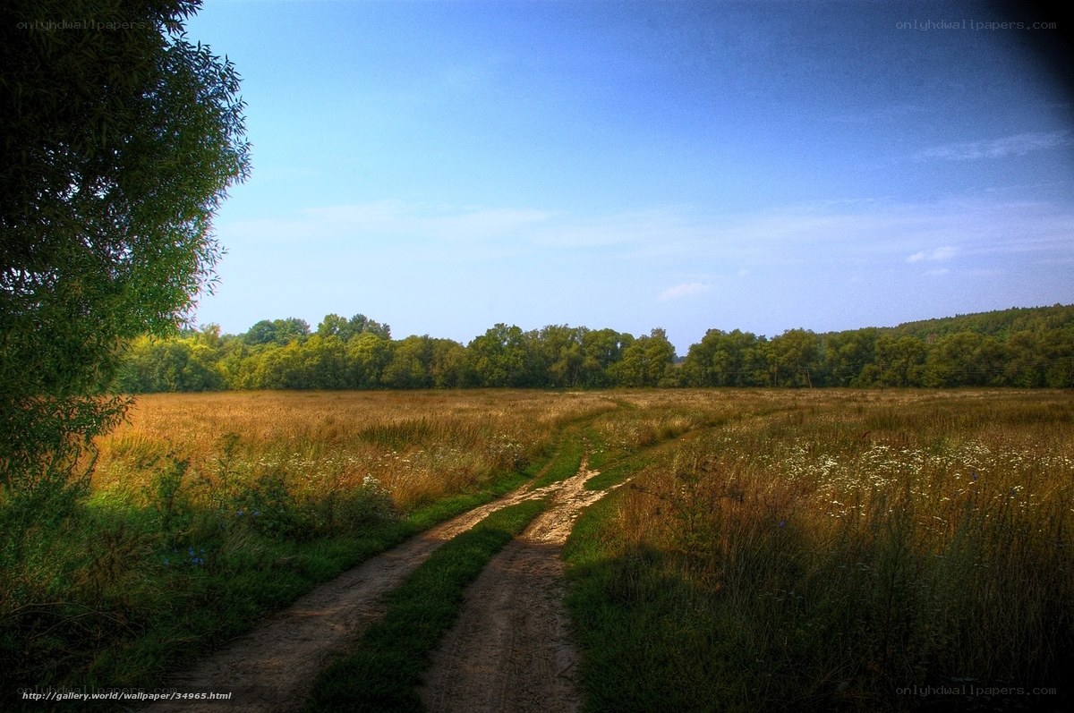 Dirt path through a golden field