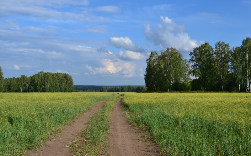 Dirt path through a green field