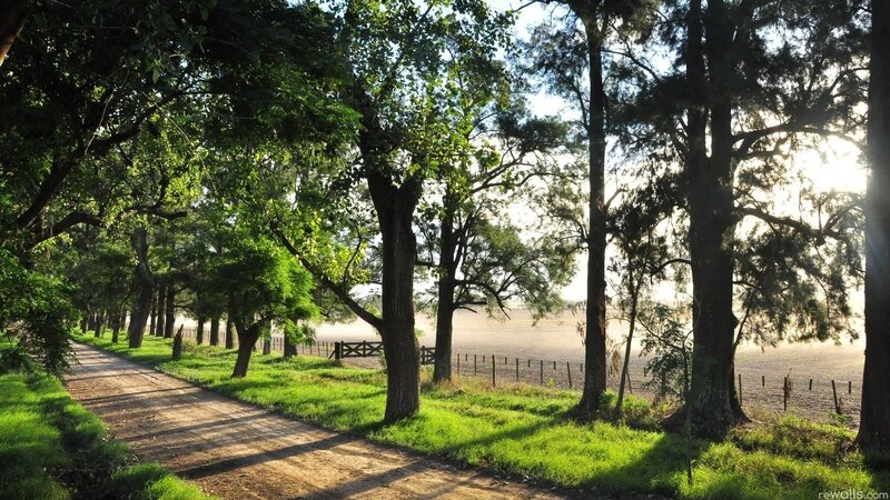 Dirt path through a tree-lined field