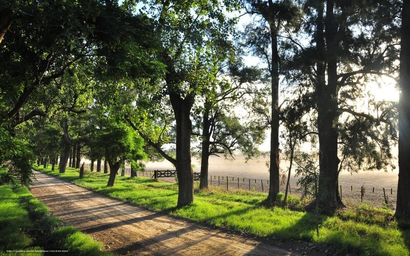 Dirt path through a tree-lined field