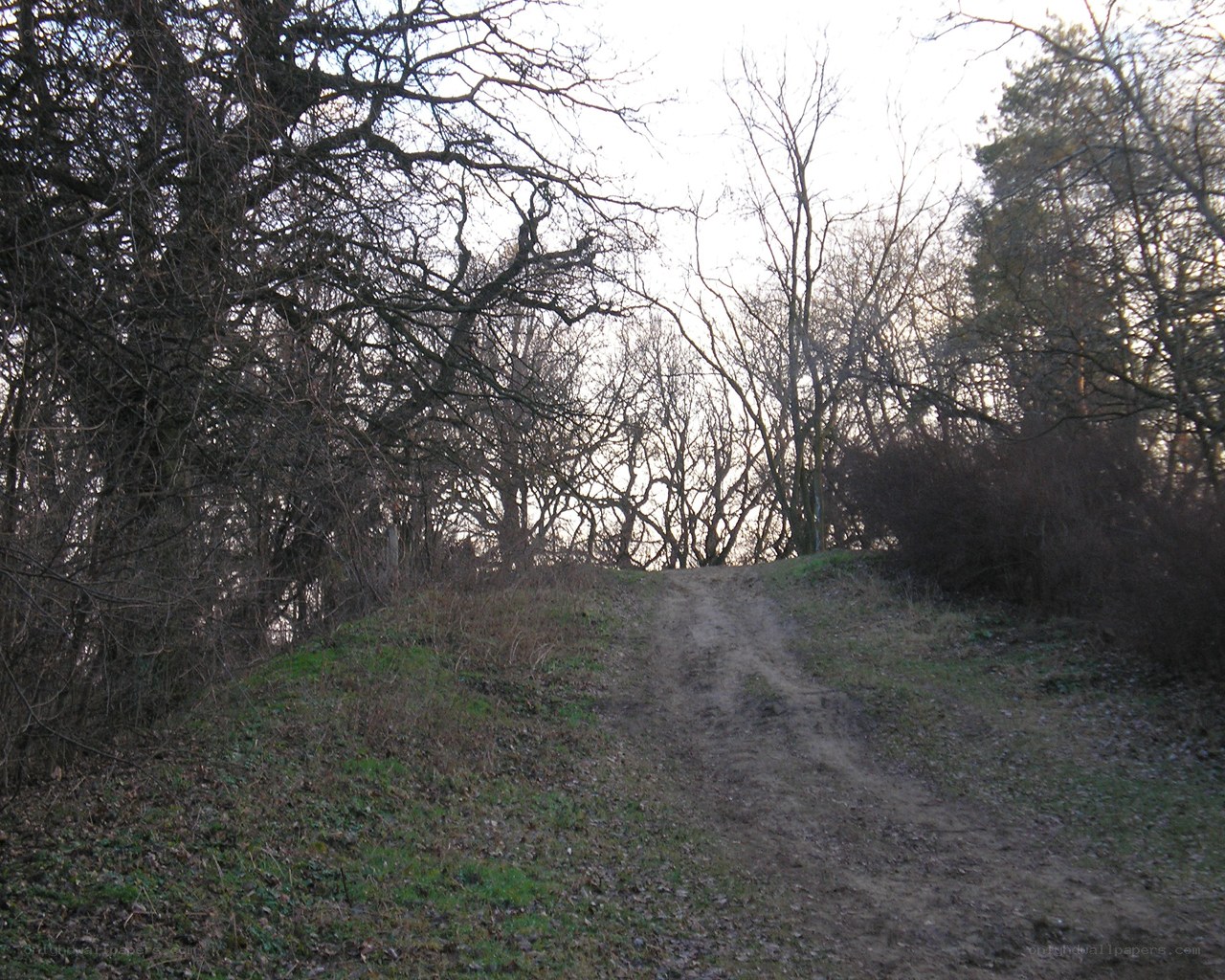 Dirt path through bare trees