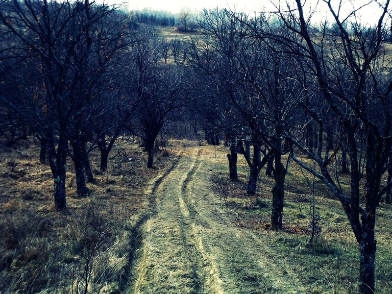 Dirt path through bare trees