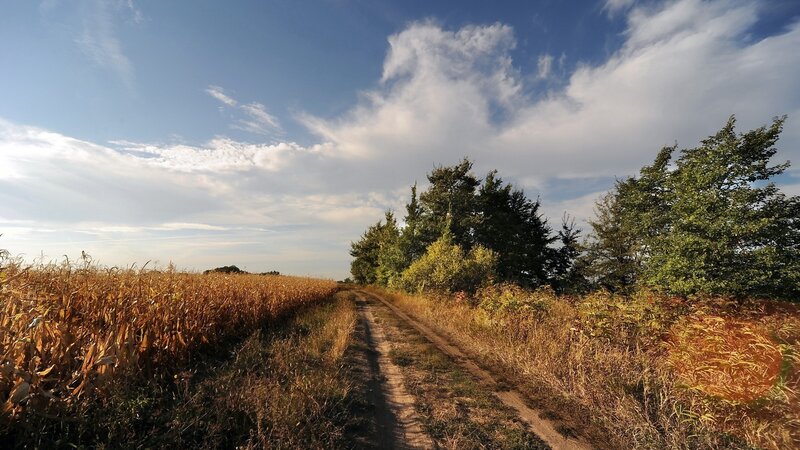 Dirt Path Through Cornfield