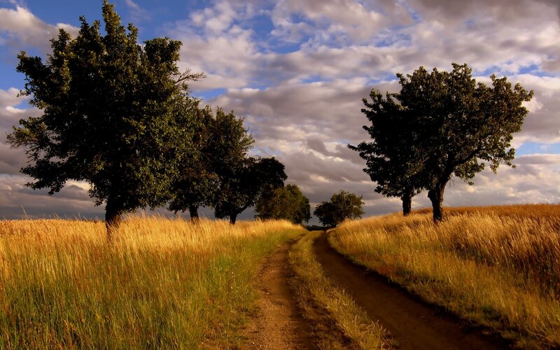 Dirt Path Through Field — Gold