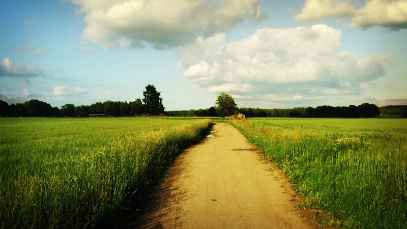 Dirt Path Through Field — Green