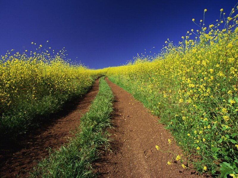 Dirt Path Through Field