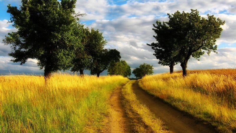 Dirt Path Through Field — Yellow, Serene, Afternoon