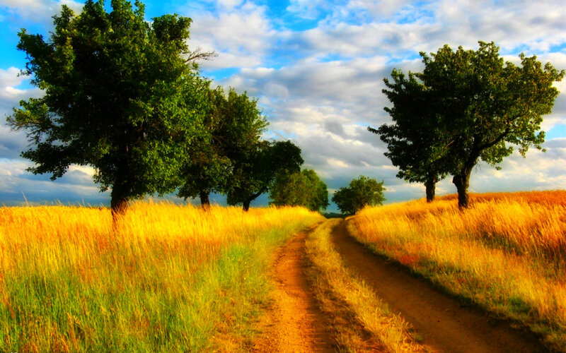 Dirt Path Through Field — Yellow, Serene