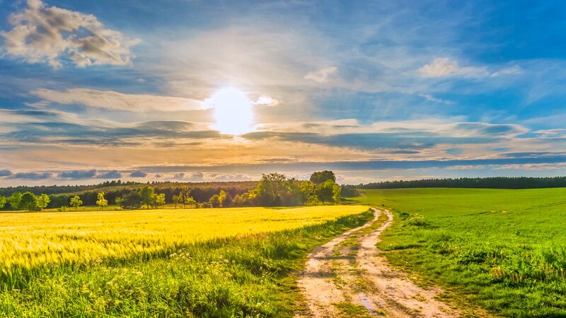 Dirt Path Through Fields — Green, Serene, Afternoon, Photograph