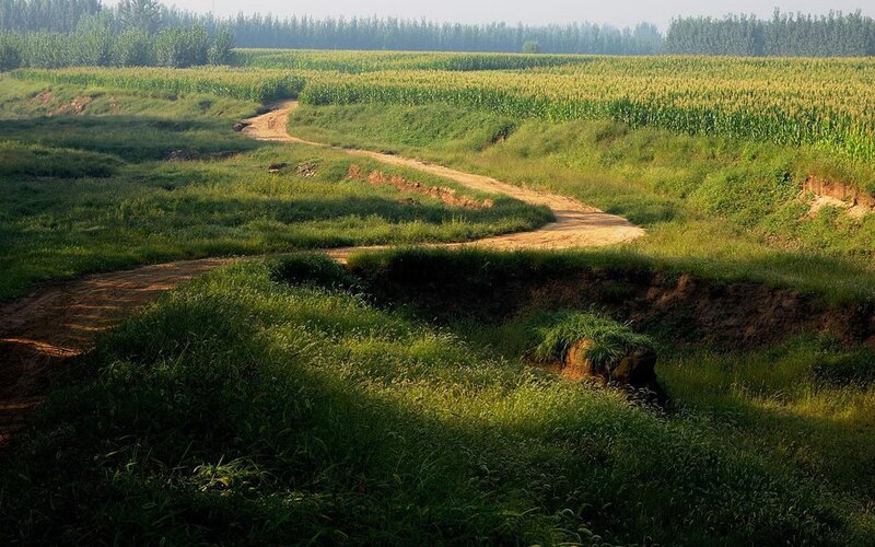 Dirt Path Through Fields — Green, Serene, Afternoon, Photograph, Trees, Brown