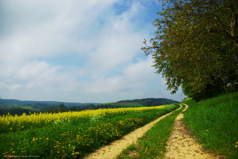 Dirt Path Through Fields — Green, Serene, Afternoon, Photograph, Trees, Flowers