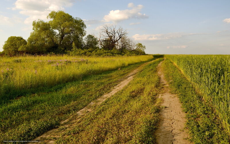 Dirt Path Through Fields — Green, Serene, Afternoon, Photograph, Trees, Sky, Clouds