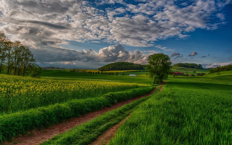 Dirt Path Through Fields — Green, Serene, Afternoon, Photograph, Trees