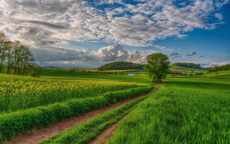 Dirt Path Through Fields — Green, Serene, Afternoon