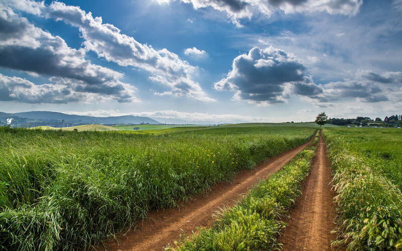 Dirt Path Through Fields — Green, Serene