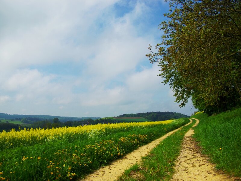 Dirt Path Through Fields — Green