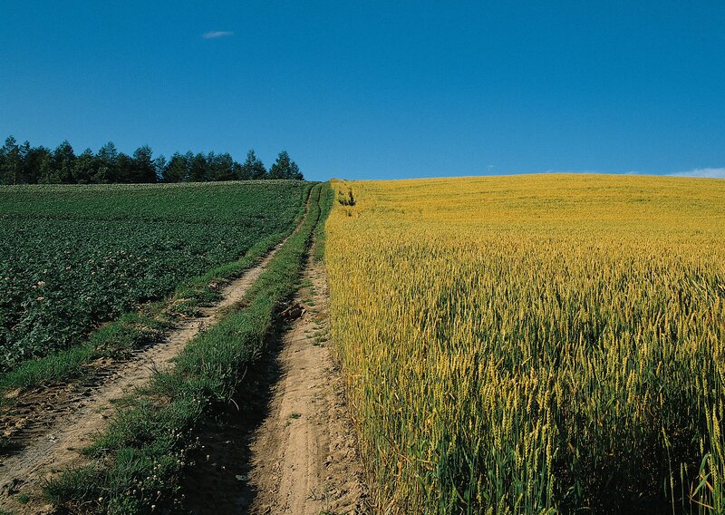 Dirt path through fields