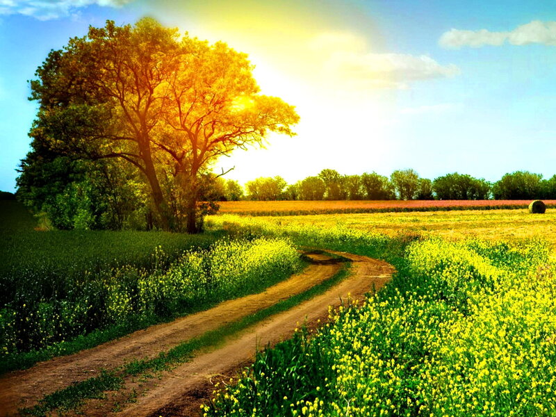 Dirt Path Through Fields — Yellow